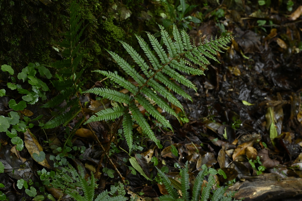 Polystichum mucronifolium