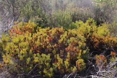 Serruria foeniculacea