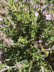 Satureja thymbra