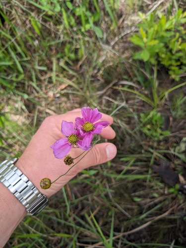 Image of Coreopsis nudata by (c) Aaron Kreisberg, some rights reserved (CC BY)