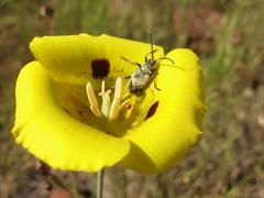 Brachysomida californica
