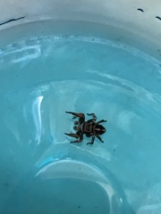 Habronattus klauseri