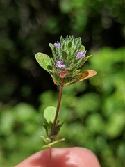 Pogogyne serpylloides