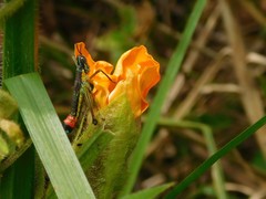 Paramastax duquei