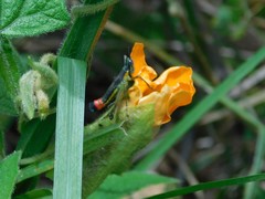 Paramastax duquei