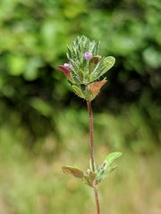 Pogogyne serpylloides