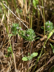 Pogogyne serpylloides