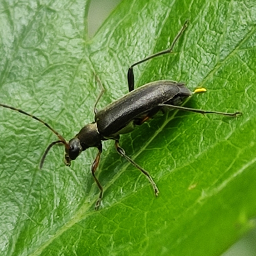 common grammoptera, 3161 Rhoon, Nederland, photo 7 of 10