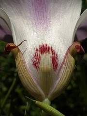 Calochortus simulans