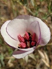 Calochortus simulans