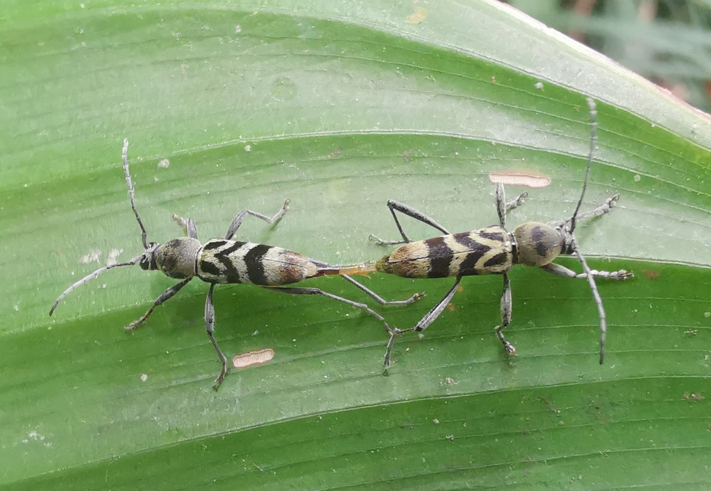 Chlorophorus siegriedae