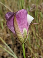 Calochortus simulans