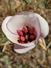 Calochortus simulans