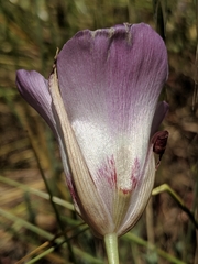 Calochortus simulans