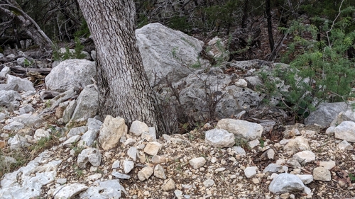 Image of Quercus laceyi by (c) Joseph Aubert, some rights reserved (CC BY)