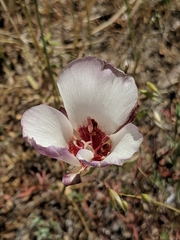 Calochortus simulans