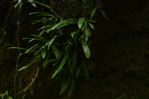 Asplenium ensiforme, photograph 3