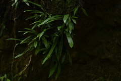 Asplenium ensiforme, photograph (c) 曾昱承 Yu-Cheng Zeng, some rights reserved (CC BY)