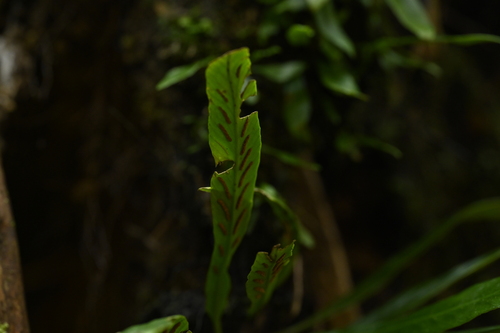 Asplenium ensiforme, photograph 5