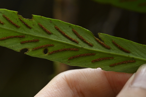 Asplenium ensiforme, photograph 4
