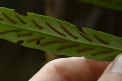 Asplenium ensiforme, photograph (c) 曾昱承 Yu-Cheng Zeng, some rights reserved (CC BY)