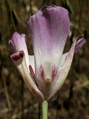 Calochortus simulans