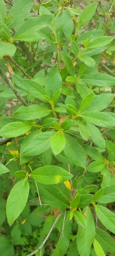 Rhododendron kaempferi iNat (2)