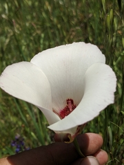 Calochortus simulans