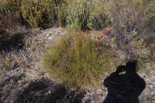 Image of Tetraria crinifolia by (c) Tony Rebelo, some rights reserved (CC BY-SA)