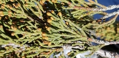 Juniperus grandis