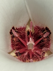 Calochortus simulans