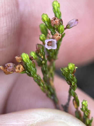 Image of Erica multiflexuosa by (c) Charleen Brunke, some rights reserved (CC BY)