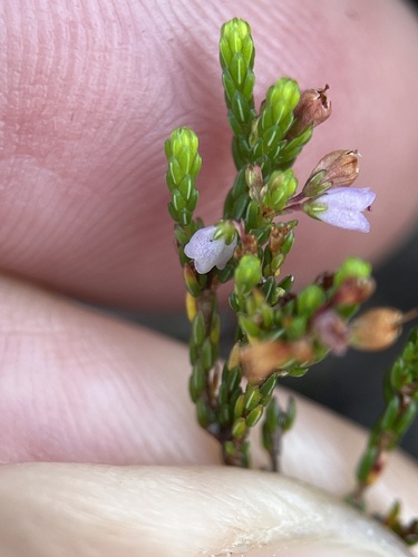 Image of Erica multiflexuosa by (c) Charleen Brunke, some rights reserved (CC BY)