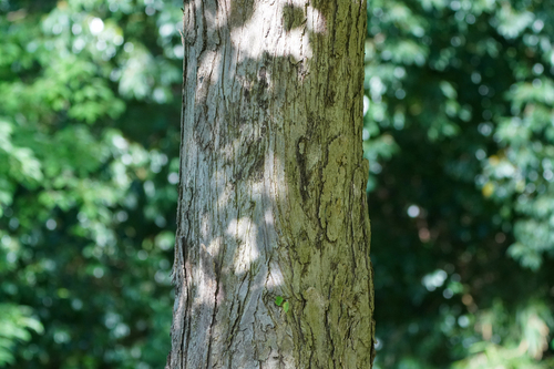 Image of Cercidiphyllum japonicum by (c) WATANABE Hitoshi 渡辺仁, some rights reserved (CC BY)