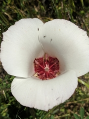 Calochortus simulans