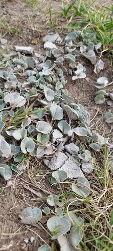 Image of Silverleaf Ponysfoot (Dichondra sericea) by (c) Lauu, some rights reserved (CC BY)