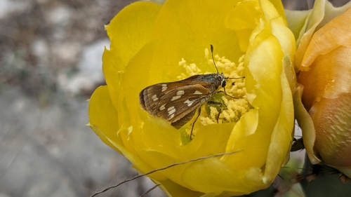 Green Skipper photo 3