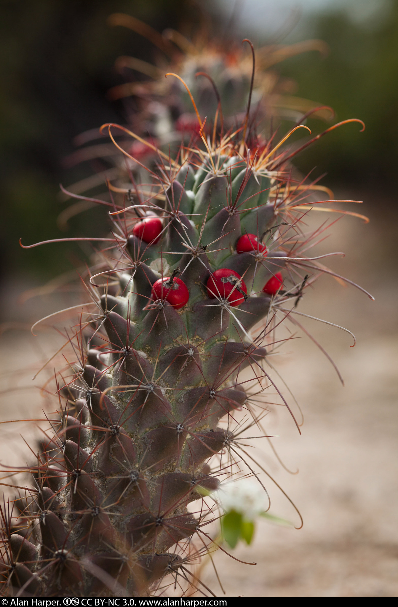 Mammillaria poselgeri
