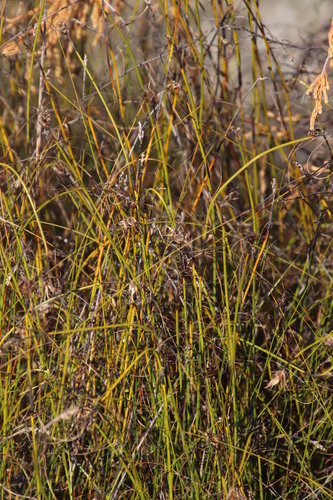 Image of Tetraria crinifolia by (c) Tony Rebelo, some rights reserved (CC BY-SA)