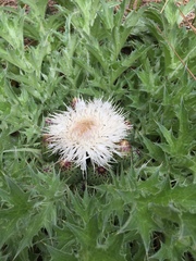 Cirsium scariosum