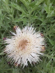 Cirsium scariosum