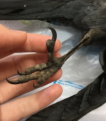 Corvus monedula soemmerringii