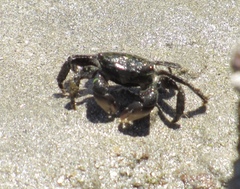 Pachygrapsus