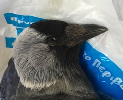 Corvus monedula soemmerringii