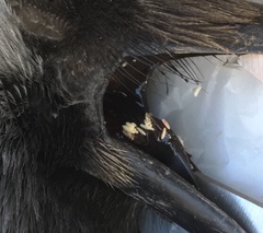 Corvus monedula soemmerringii