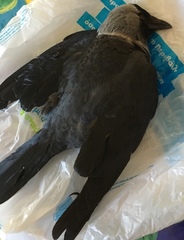 Corvus monedula soemmerringii