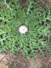 Cirsium scariosum