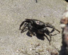 Pachygrapsus