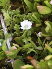 Nemophila pedunculata