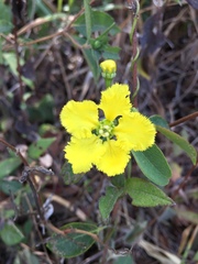 Callaeum macropterum